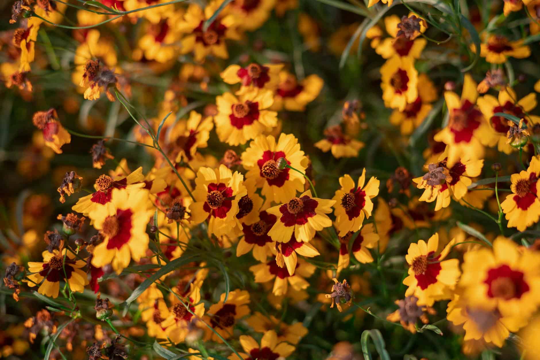 Bright yellow coreopsis flowers showcasing rich summer colors in full bloom.