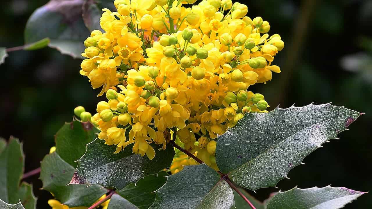 Bright yellow Tall Oregon Grape flowers in full bloom with spiky green holly-like leaves against a dark background