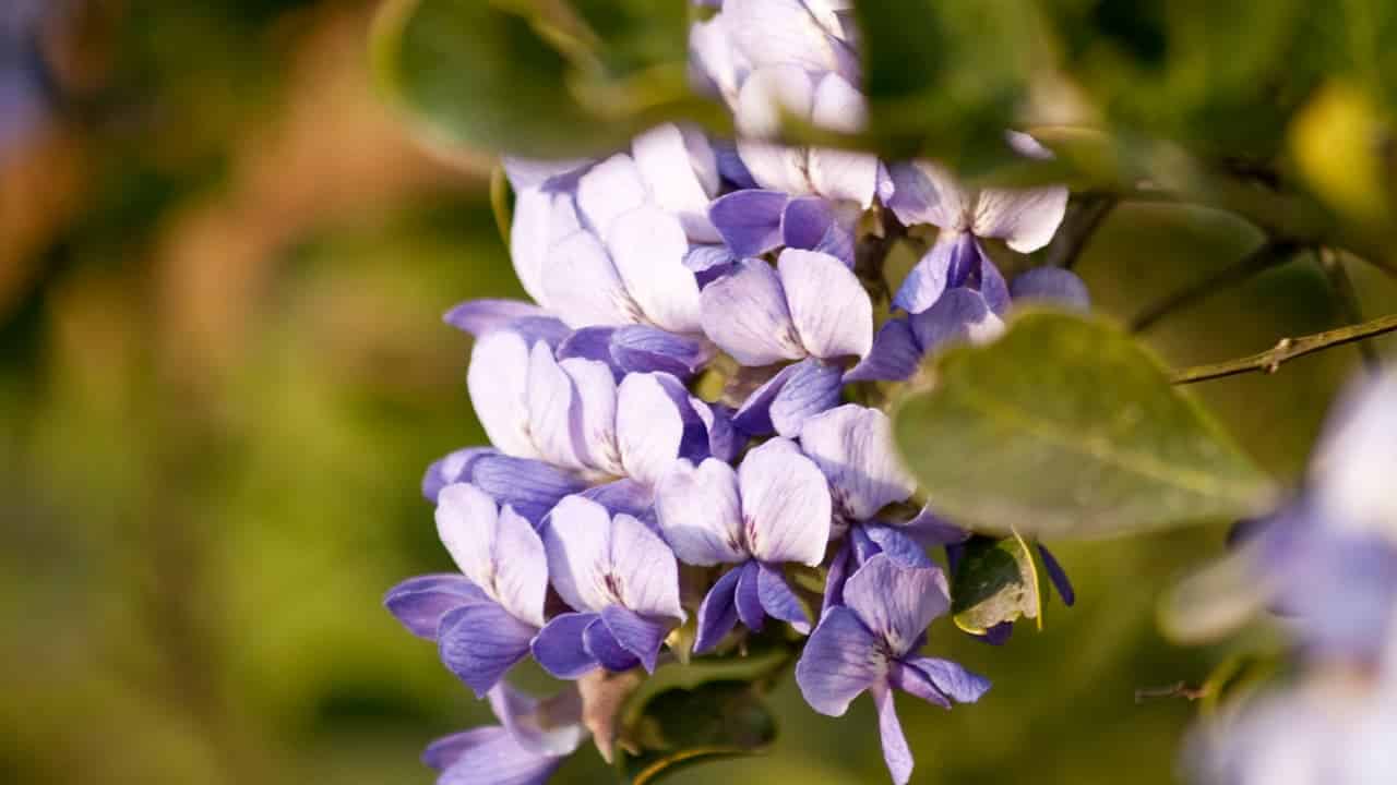 Close-up of Texas Mountain Laurel flowers in bloom, with delicate petals clustered together against a blurred green background