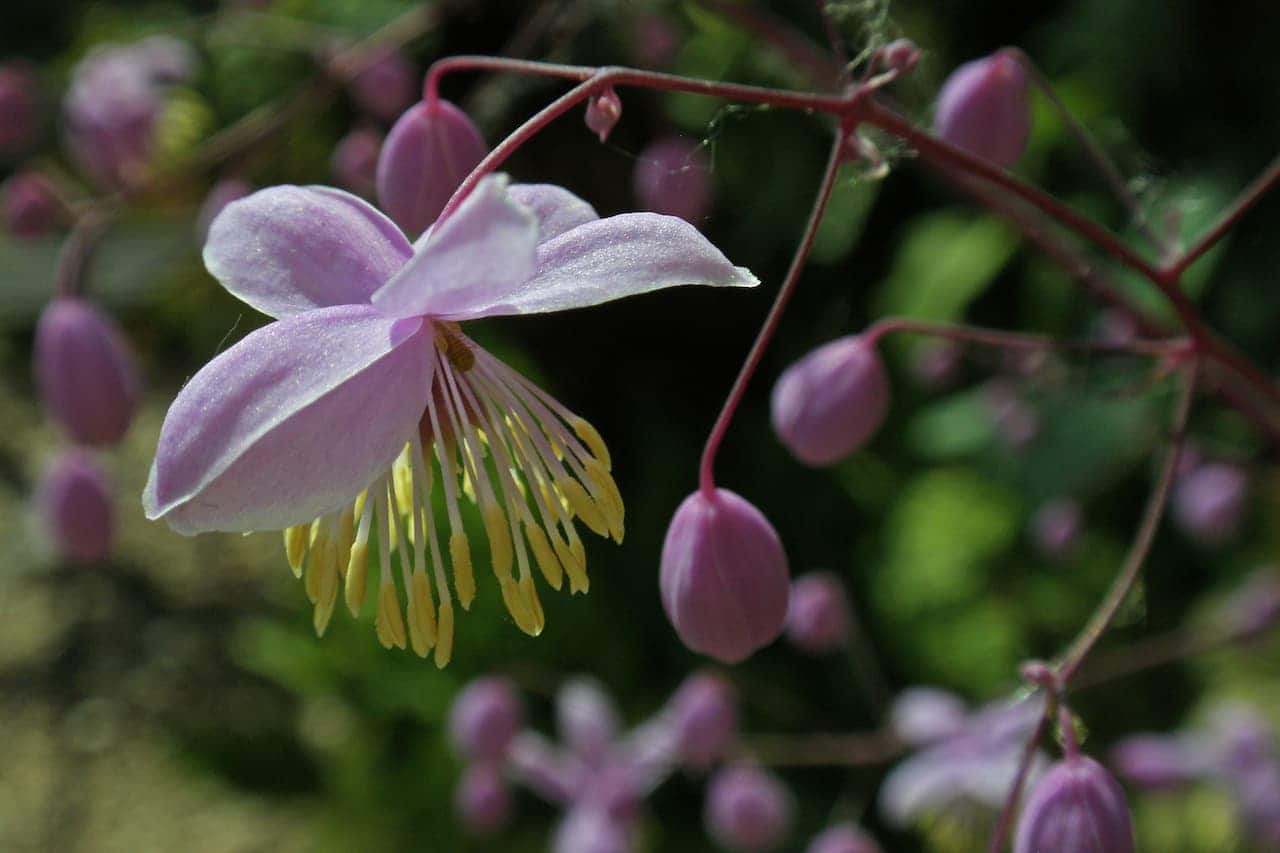 Pale pink meadow rue flower with distinctive yellow stamens surrounded by unopened buds on reddish stems against blurred green background