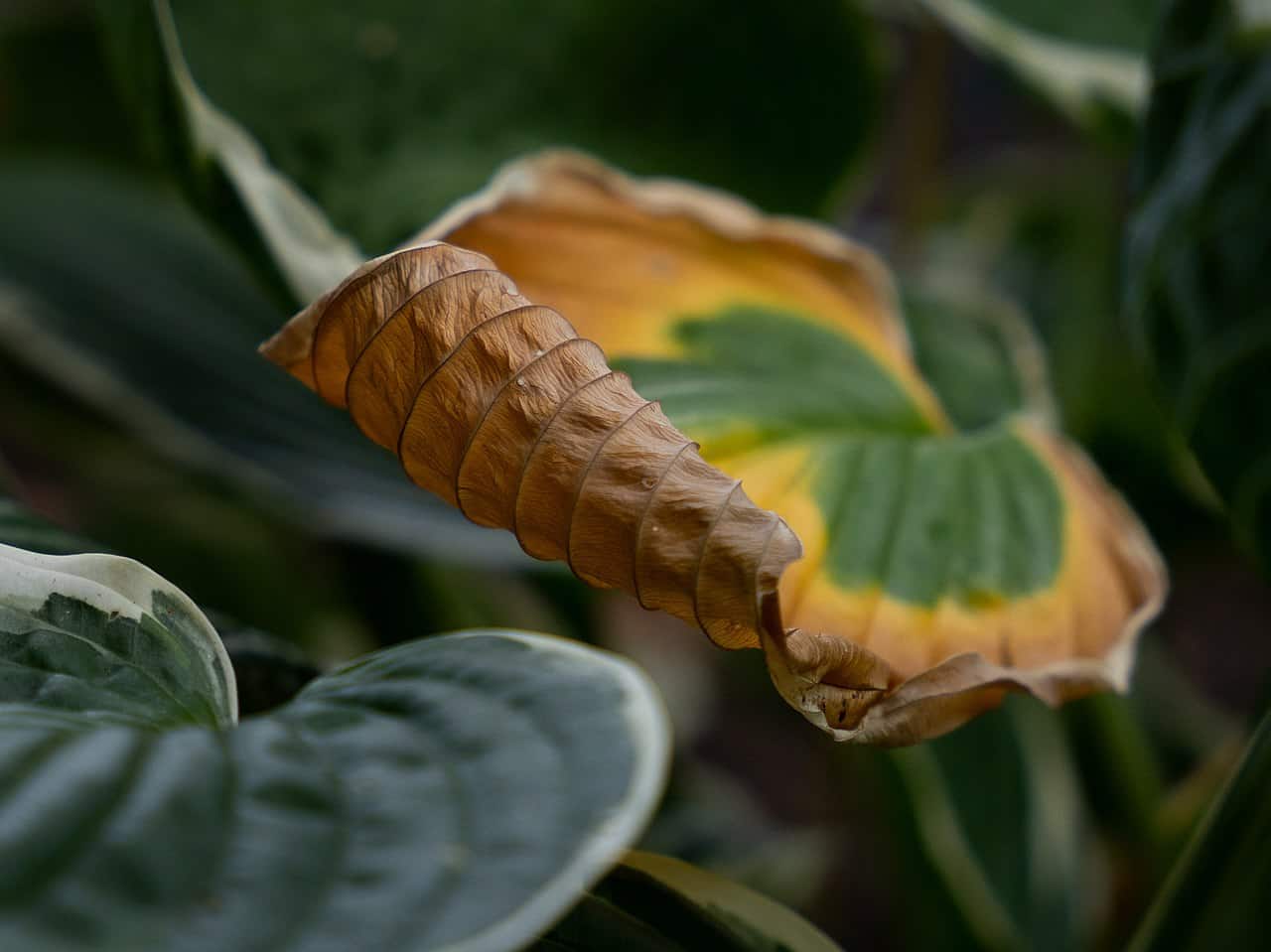 A close-up of a withered and curled leaf on a plant, showing shades of brown and yellow, surrounding healthy green foliage, the leaf has a textured, spiral form with visible veins and imperfections, nature's transition from vitality to decay