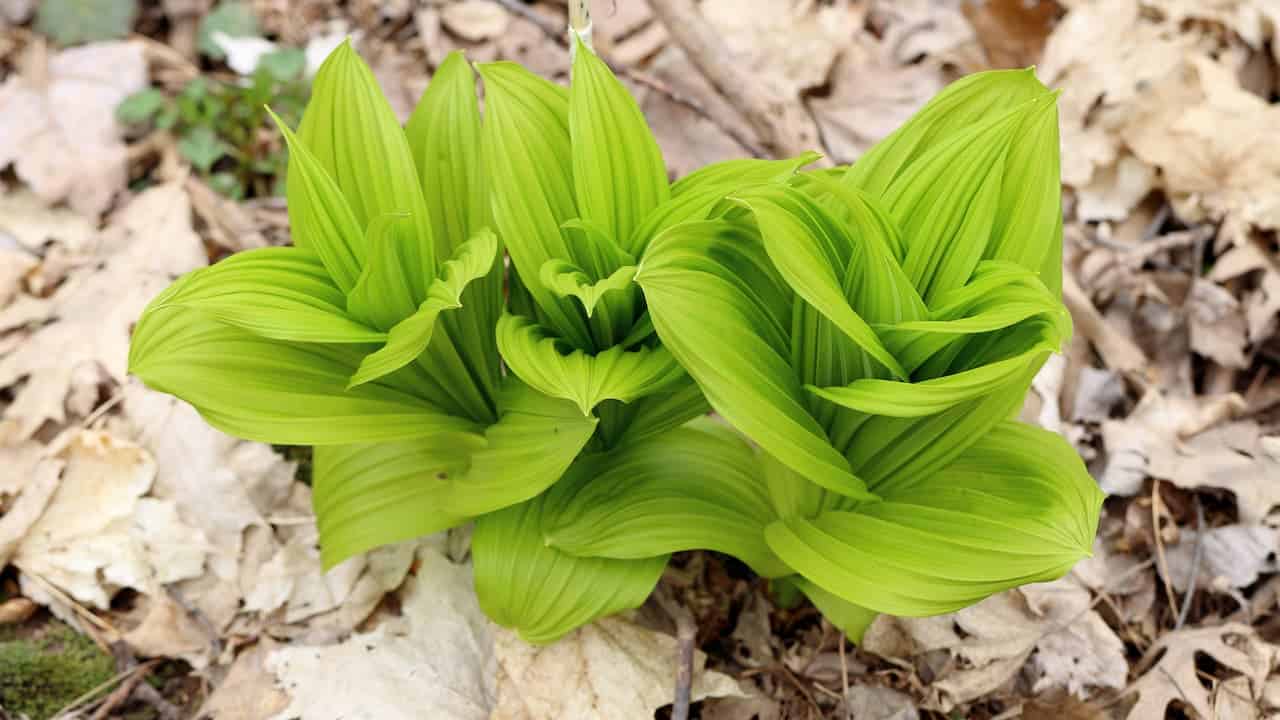 Bright green tickleweed leaves unfurl in vibrant clusters, contrasting sharply against a dry forest floor covered with brown, fallen leaves