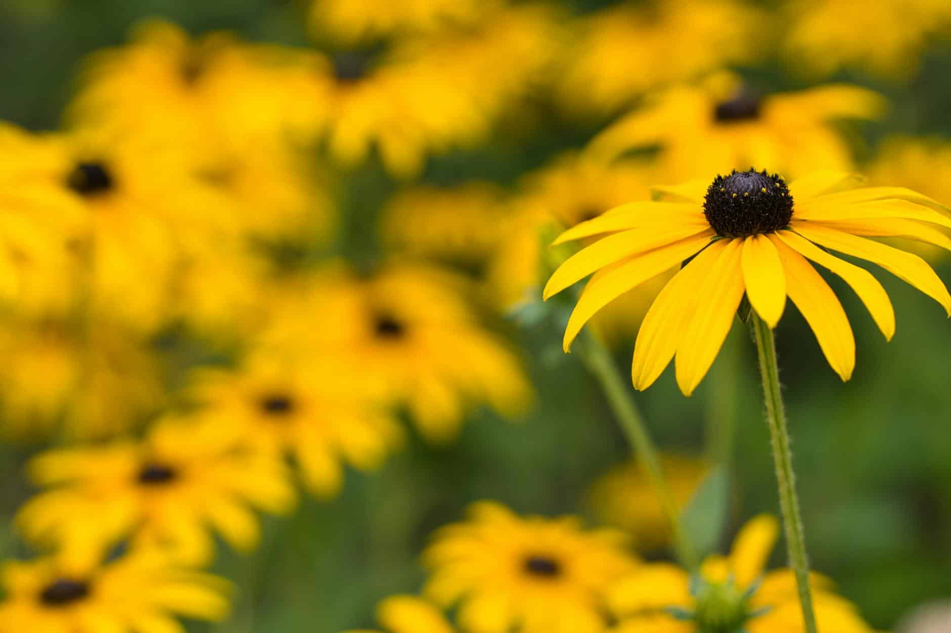 Beautiful close-up of blooming black-eyed susans in a meadow, showcasing vibrant yellow petals under natural light.