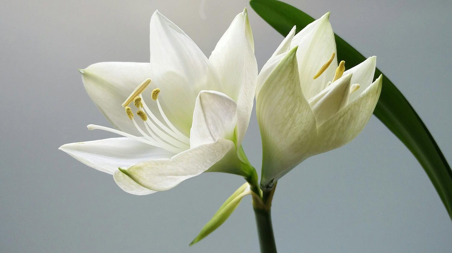 Close-up of blooming white lilies with soft lighting and a simple background.