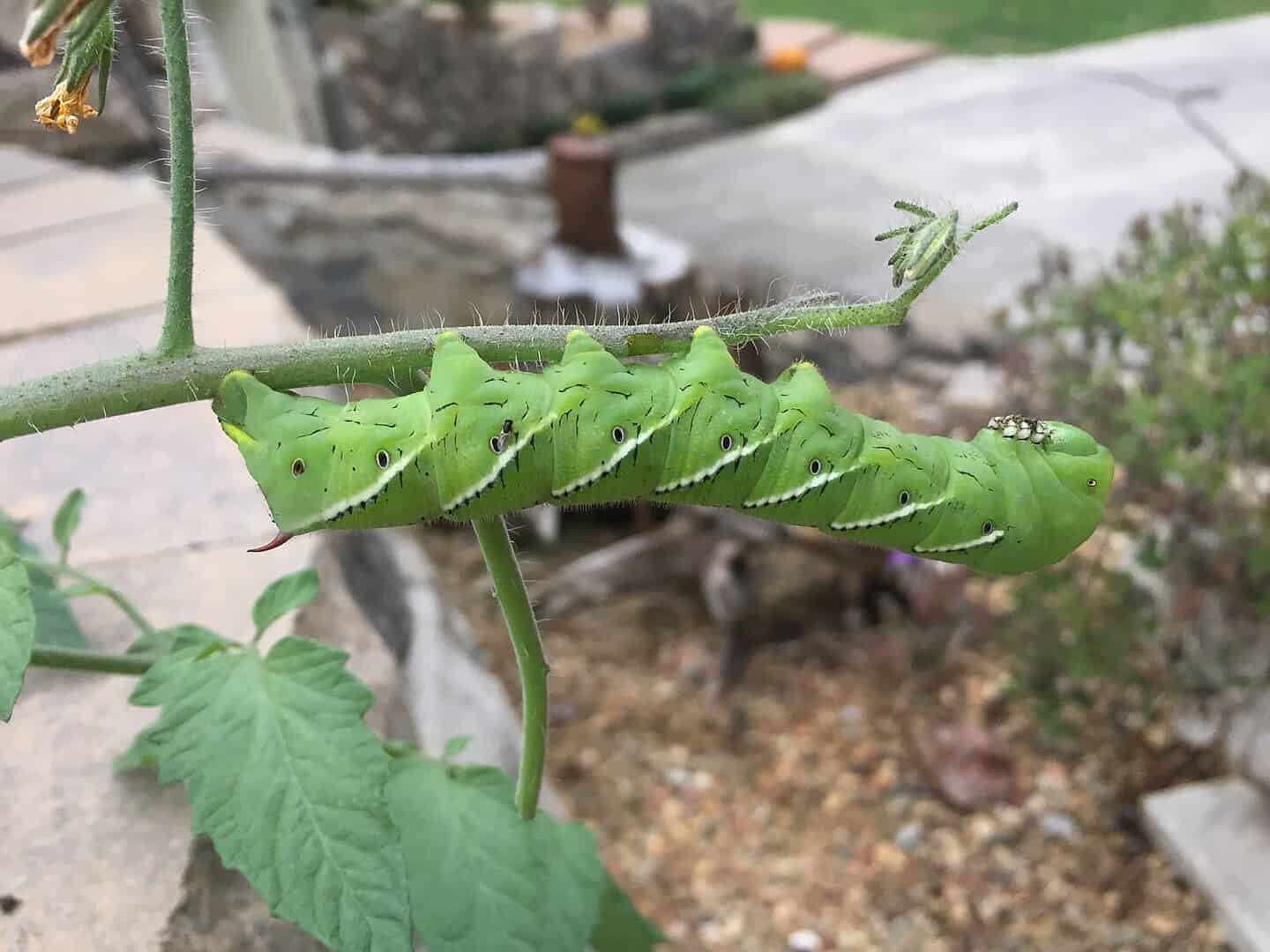 Large green caterpillar with distinctive eyespots on plant stem, tomato hornworm or similar species, segmented body with white diagonal stripes, garden setting, red horn visible at rear