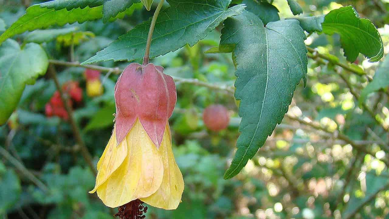 A bell-shaped yellow and red flower of trailing abutilon hangs beneath serrated green leaves in a sunlit garden