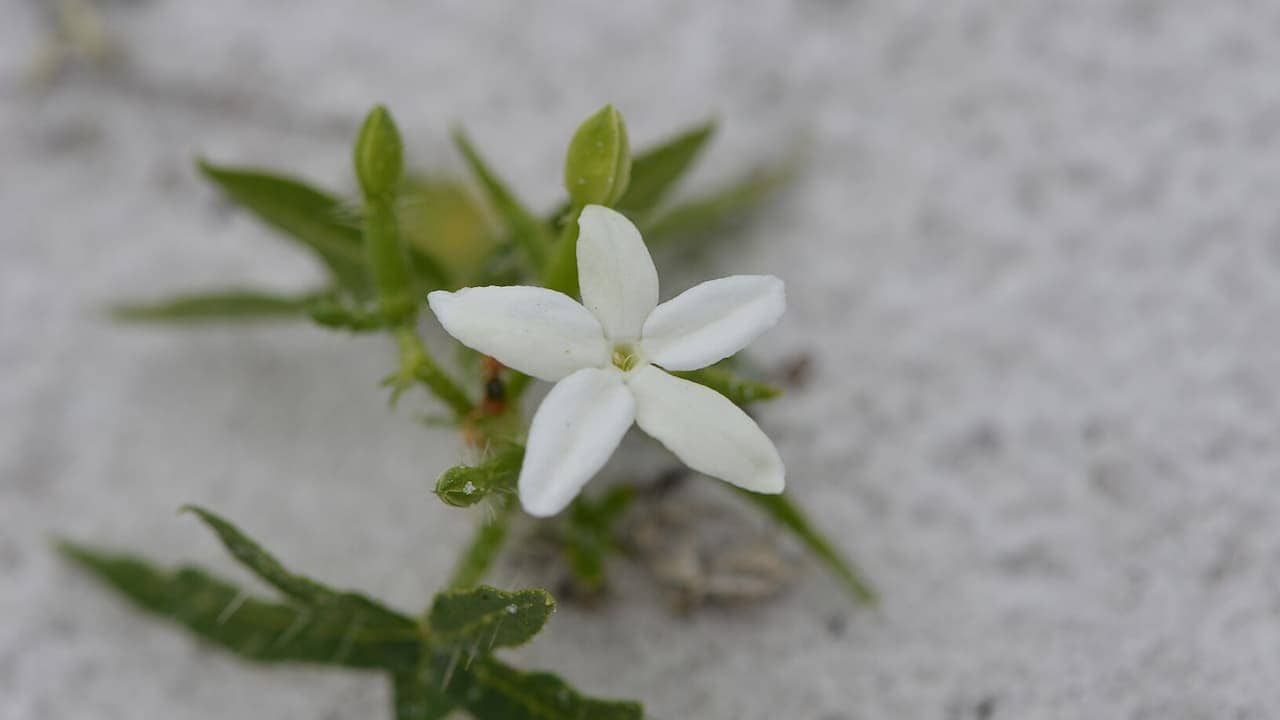 Small white flower of Tread-softly with five petals growing close to sandy ground. The flower has a star shape with pointed petals and is surrounded by small green leaves