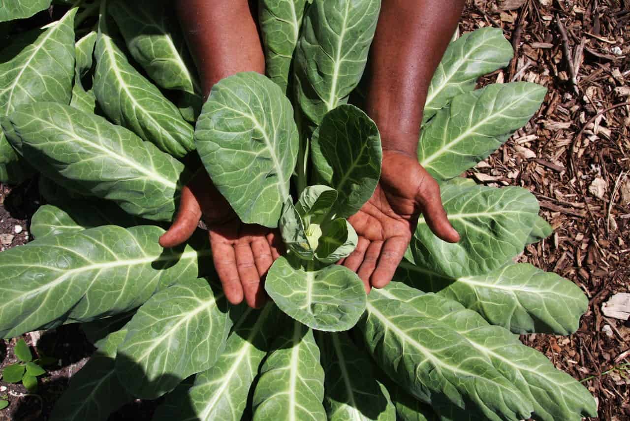A pair of hands gently cradle the center of a large, leafy green plant, surrounded by broad, textured leaves with light veins, growing from rich soil and wood mulch