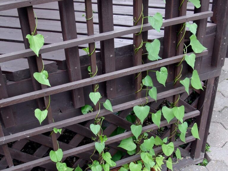 Green vine plants with heart-shaped leaves climbing a dark brown wooden trellis, the vines wrap around the vertical and horizontal slats, supported by the structure for upward growth