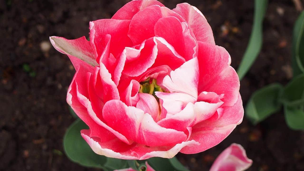 Close-up of a Tulip 'Angelique' bloom, showing delicate pink and white petals against a dark soil background