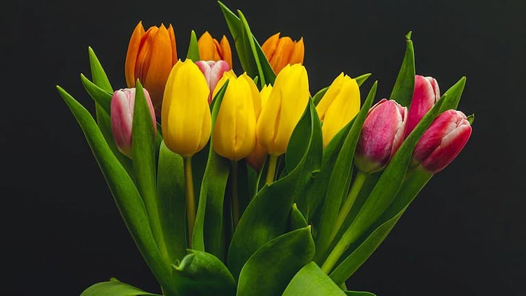 A colorful bouquet of yellow, orange, and pink tulips with green leaves, set against a dark black background