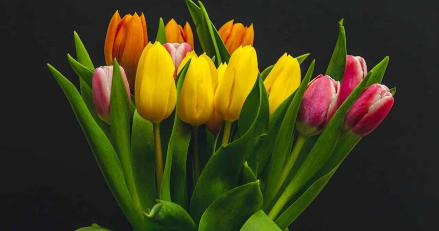 A colorful bouquet of yellow, orange, and pink tulips with green leaves, set against a dark black background