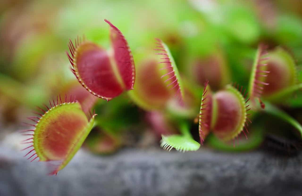 Close-up of Venus flytraps with red and green hinged traps, showing fine trigger hairs along their toothed edges