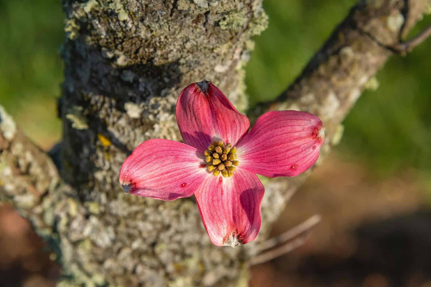 Vibrant pink flowering dogwood bloom against tree trunk, capturing spring's essence