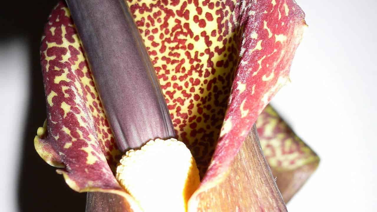 A close-up of a Voodoo Lily flower with deep red and yellow mottled patterns, a dark central spadix, and textured petals