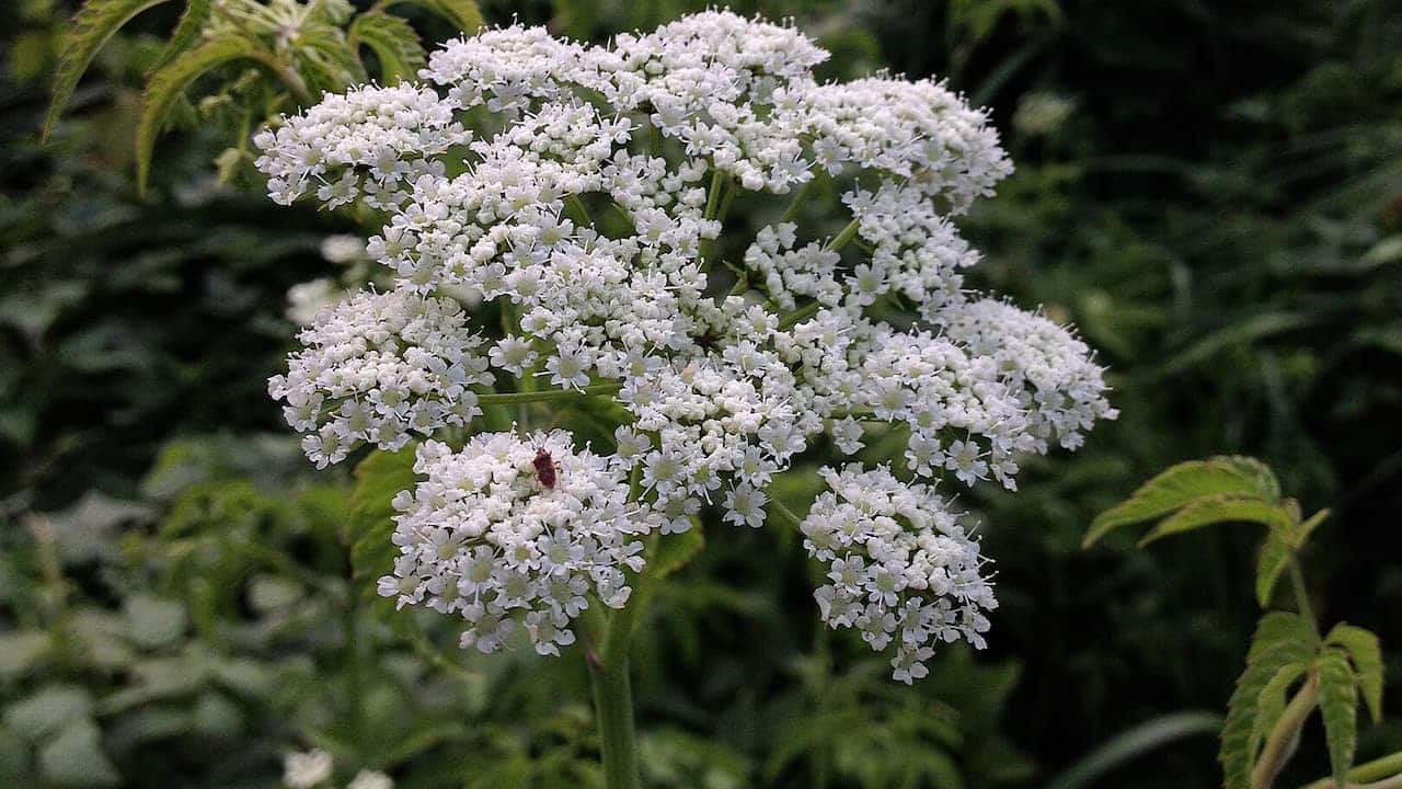 Cluster of small white flowers forming a flat umbrella-shaped inflorescence, which is called Water Hemlock, with a small red insect visible on the blooms against green foliage