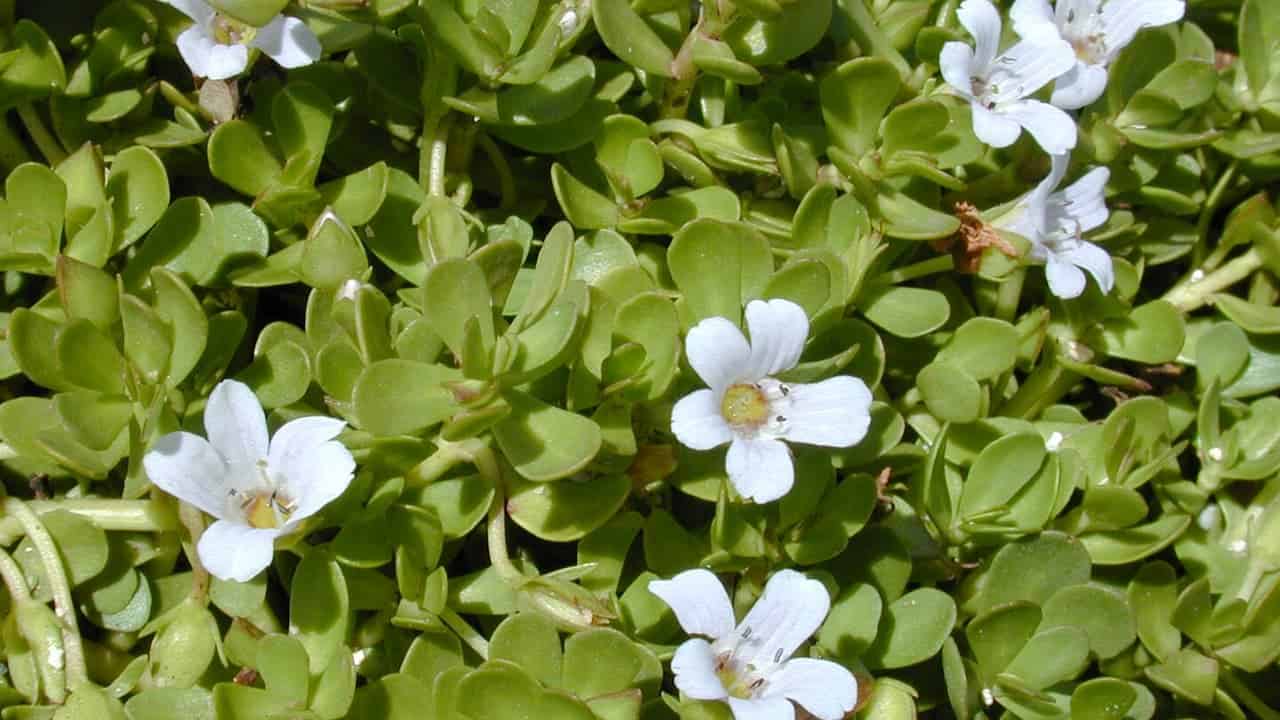Small white flowers with yellow centers scattered among dense green succulent leaves, forming a compact ground cover plant