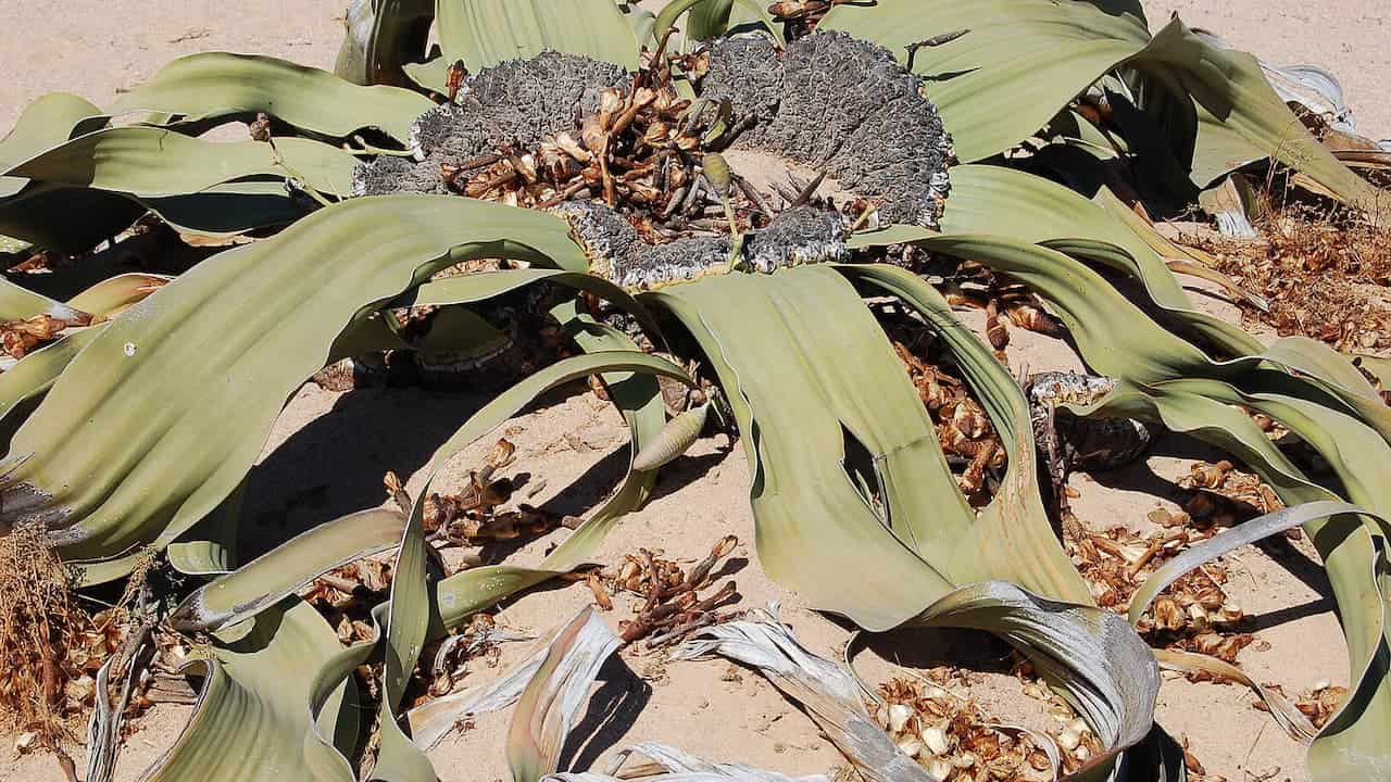 A Welwitschia plant with long, curling green leaves spreading over desert sand, a rough central trunk, and scattered dried flower structures