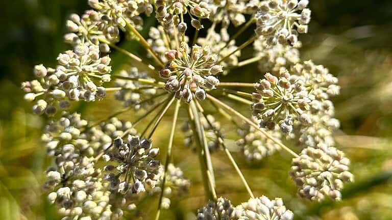 A close-up of a delicate white wildflower with numerous tiny buds radiating outward in a circular pattern. The plant’s thin green stems contrast with the blurred golden-green background of grass and foliage