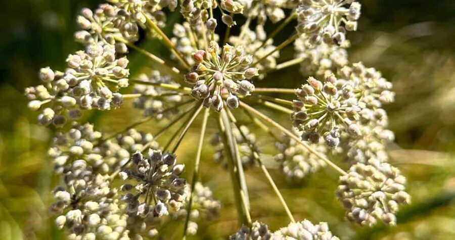 A close-up of a delicate white wildflower with numerous tiny buds radiating outward in a circular pattern. The plant’s thin green stems contrast with the blurred golden-green background of grass and foliage