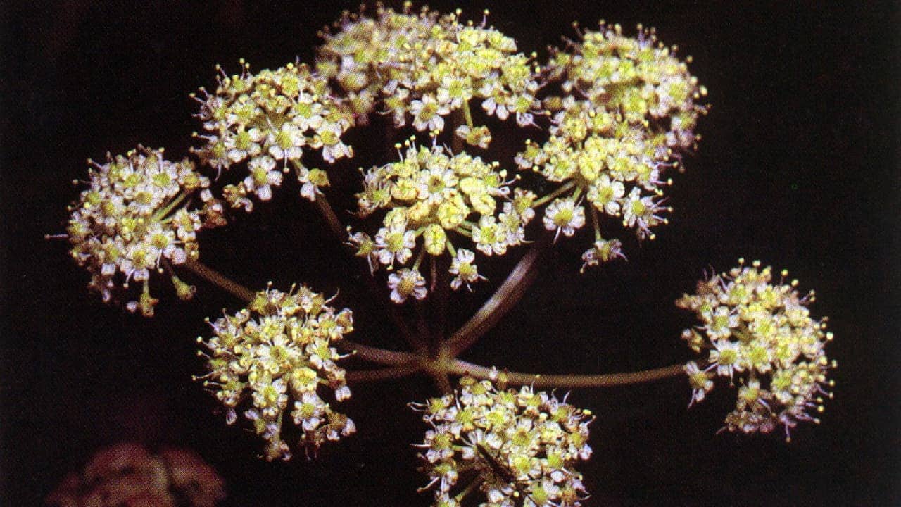 Umbrella-shaped flowering Western Water Hemlock plant with clusters of tiny white and yellow blooms arranged on brown stems against dark background