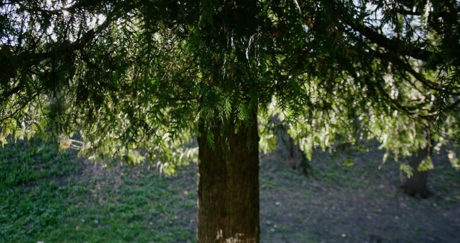 Western red cedar tree with sunlight filtering through its branches, highlighting nature's beauty.