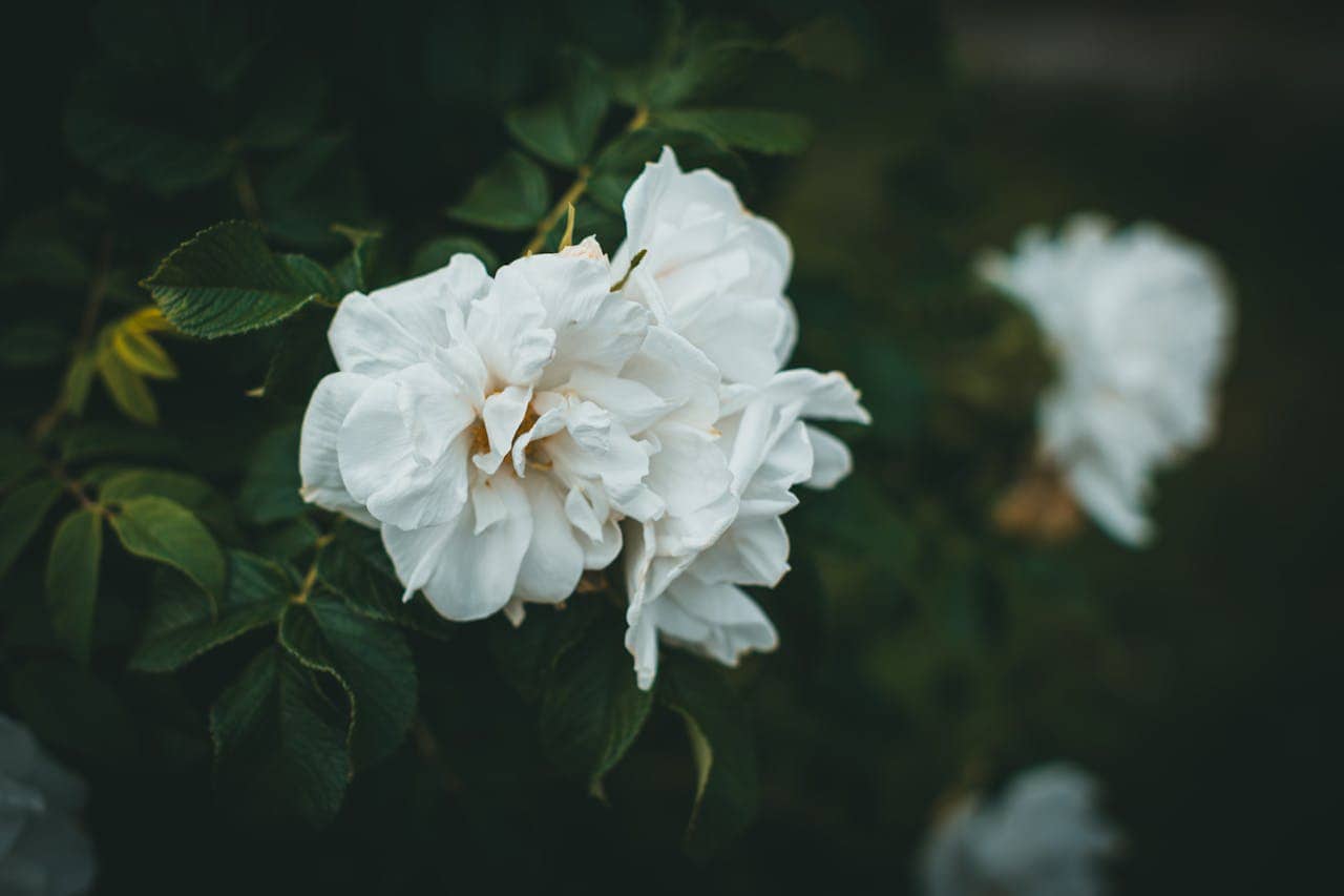 A white rose in full bloom with layered petals, surrounded by deep green leaves, with another blurred white rose visible in the background