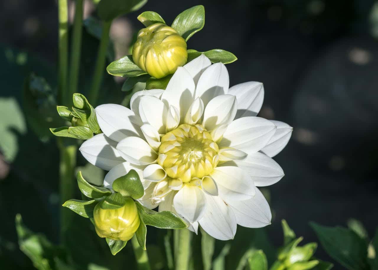 Close-up of a white dahlia flower in full bloom with a yellow center, surrounded by unopened yellow-green buds with pointed sepals. The flower is backlit by sunlight against a dark green blurred background