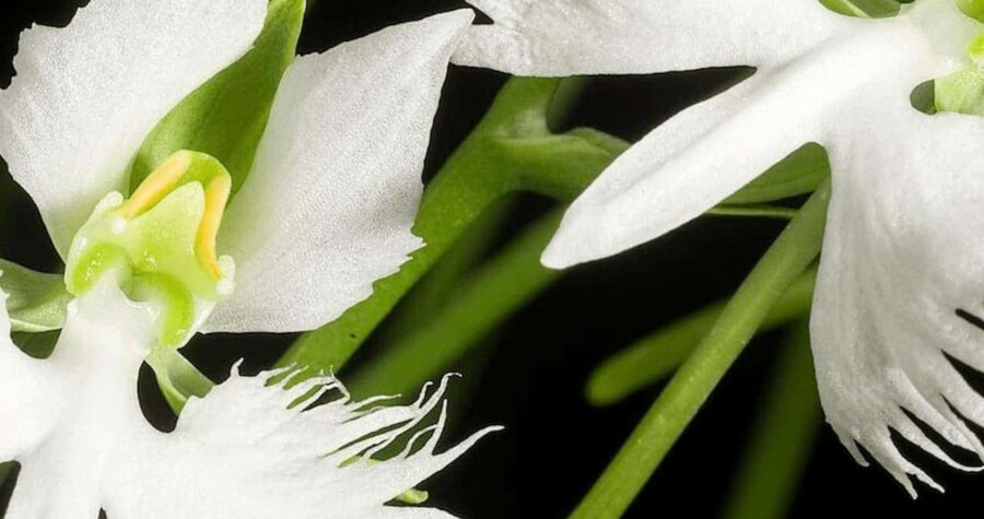 Close-up of White Egret Orchid flowers with delicate fringed petals and yellow-green centers against a dark background