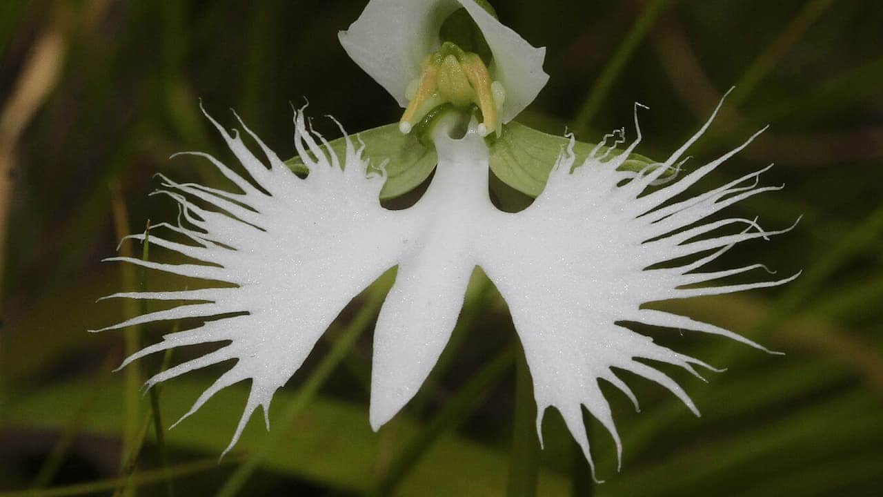 White Egret Orchid in full bloom, featuring delicate fringed petals resembling wings, set against a blurred green grass background