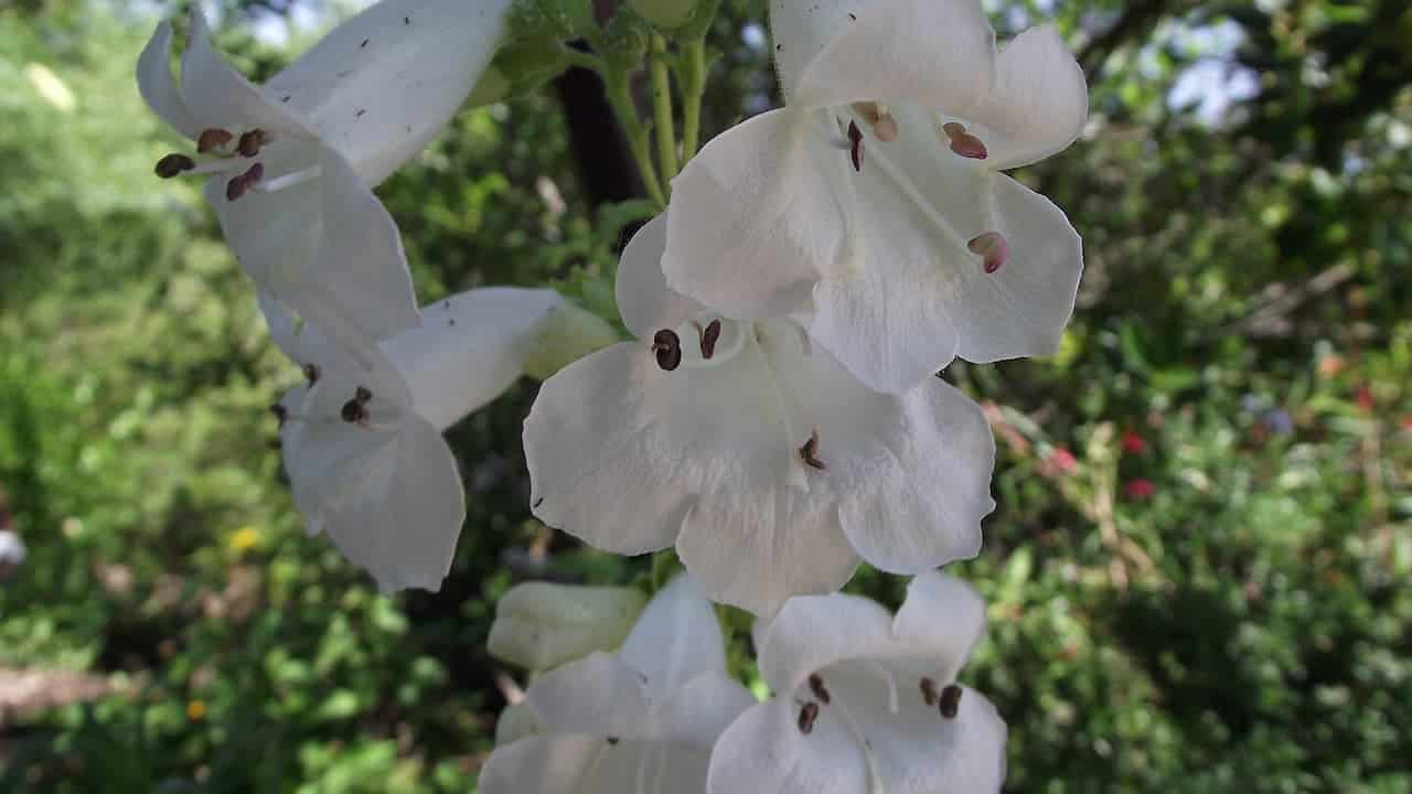 Close-up of delicate white larkspur or delphinium flowers with small brown anthers, growing on vertical stem against blurred green garden background