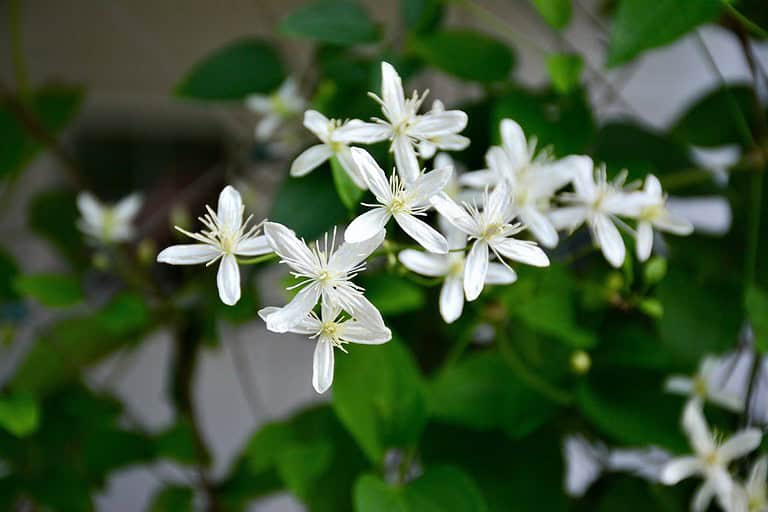 Cluster of small white flowers, delicate petals, yellow centers, green leafy background, close-up nature shot, soft lighting