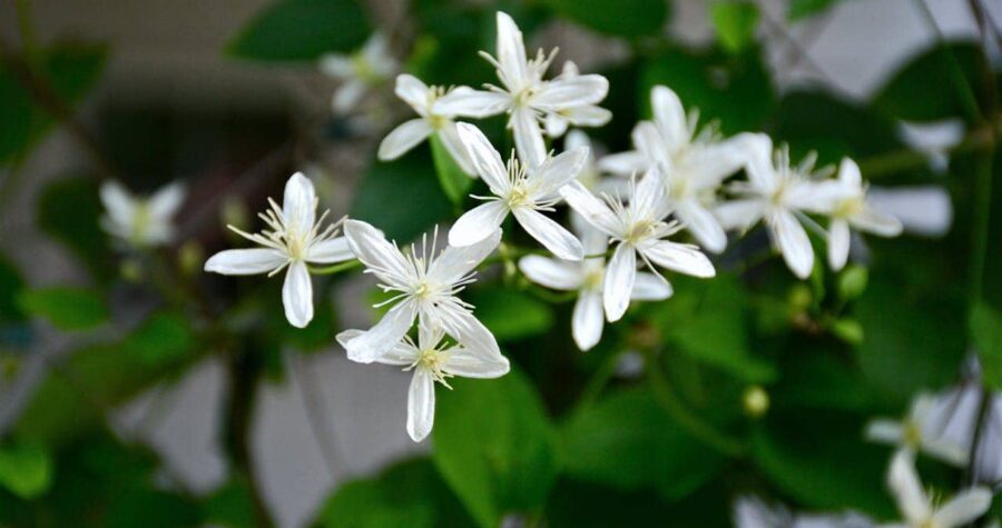 Cluster of small white flowers, delicate petals, yellow centers, green leafy background, close-up nature shot, soft lighting