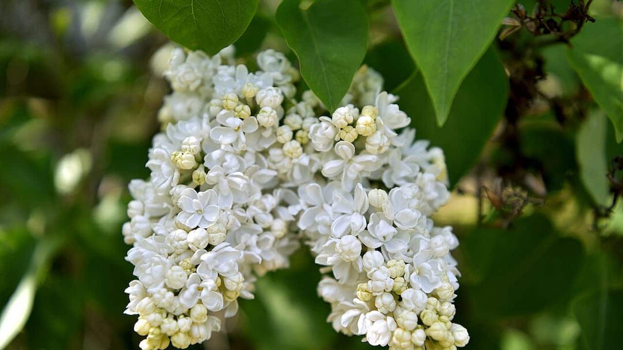 Close-up of white lilac flowers in bloom. Two dense flower clusters display tiny four-petaled blossoms in various stages of opening, from cream-colored buds to fully opened white flowers, framed by bright green leaves against a blurred background