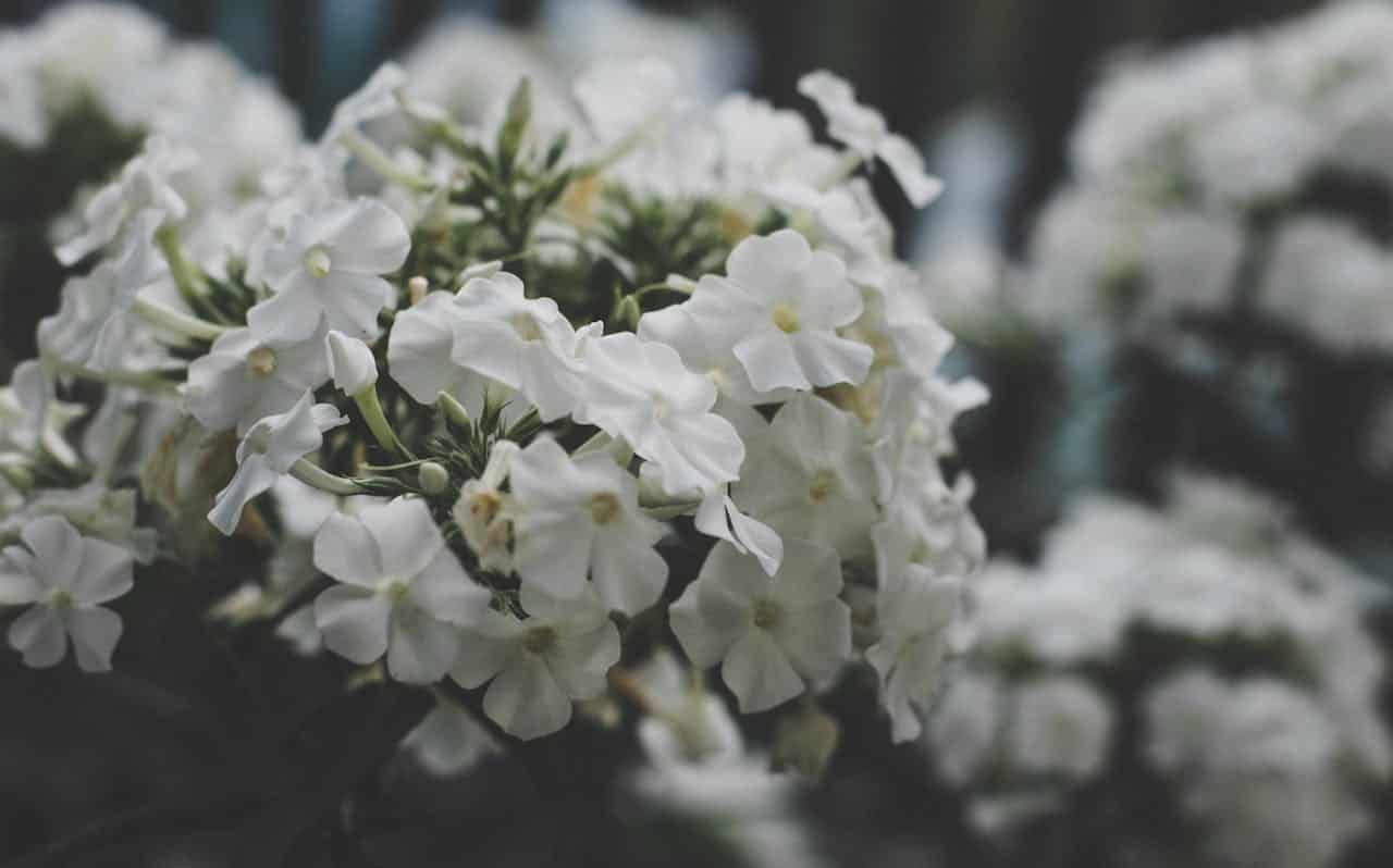 Close-up of white garden phlox flowers with five-petaled blooms clustered in rounded inflorescences. Small yellow centers dot each flower. The image has a moody, desaturated quality with blurred similar flower clusters visible in the background