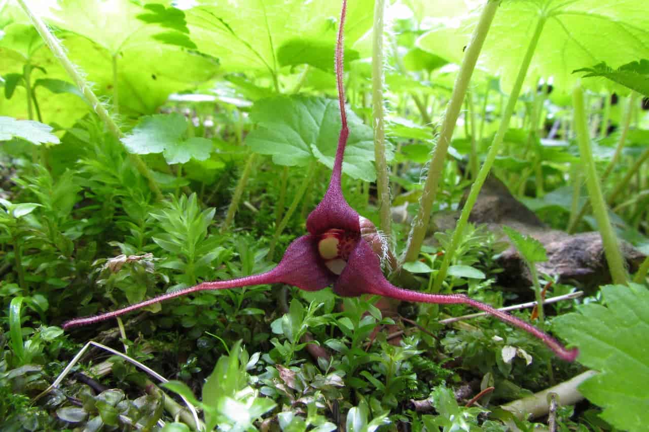 Purple wild ginger flower with long sepals nestled among green leaves and mossy ground cover in a forest understory