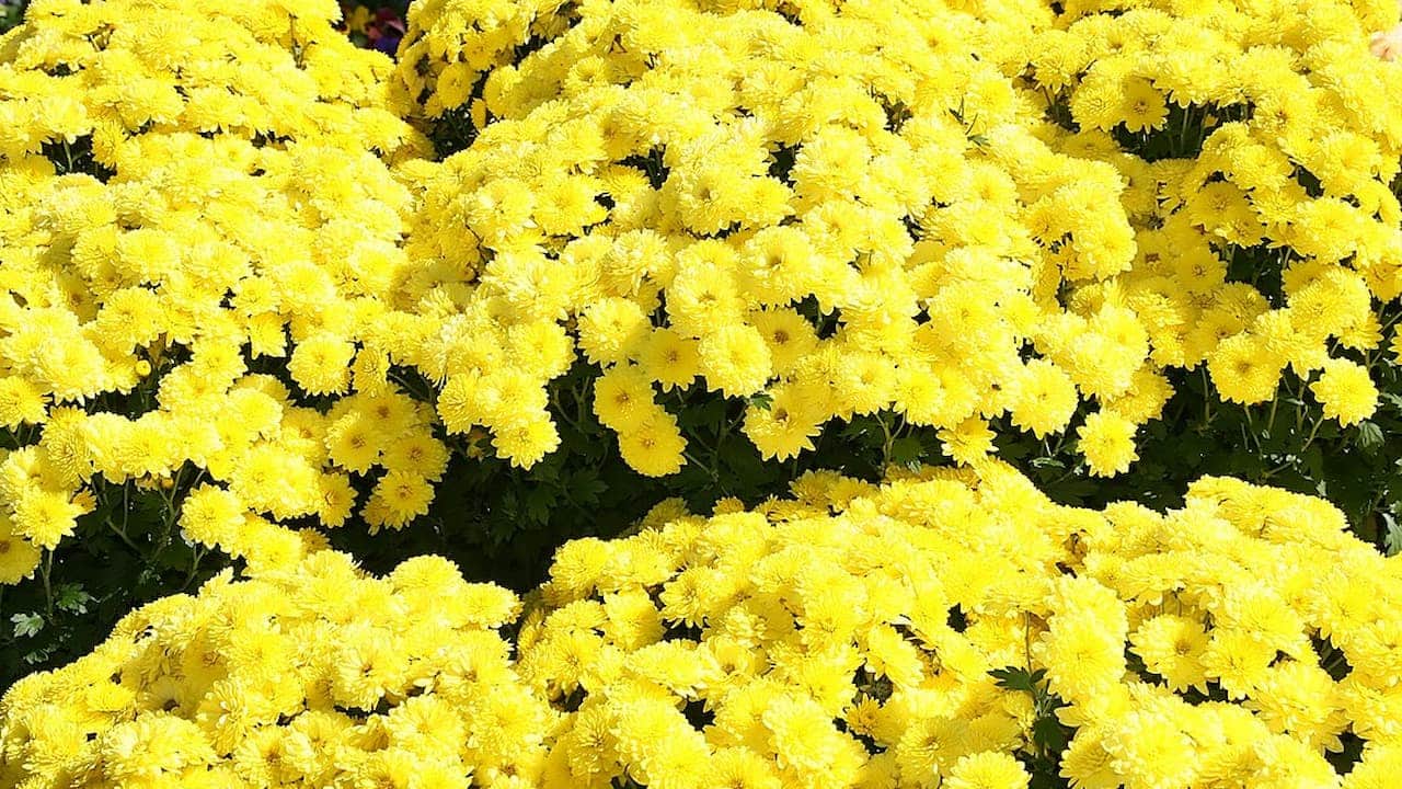 A vibrant mass of bright yellow chrysanthemum flowers densely packed together, creating a lush, colorful display. Green leaves peek out from underneath the blooms, adding contrast to the sea of yellow petals
