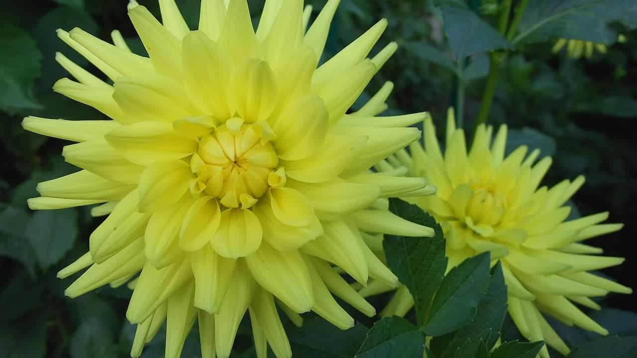Two pale yellow dahlia flowers with spiky, needle-like petals radiating from structured centers. The larger bloom dominates the foreground, while a smaller one sits to the right. Dark green leaves provide contrast