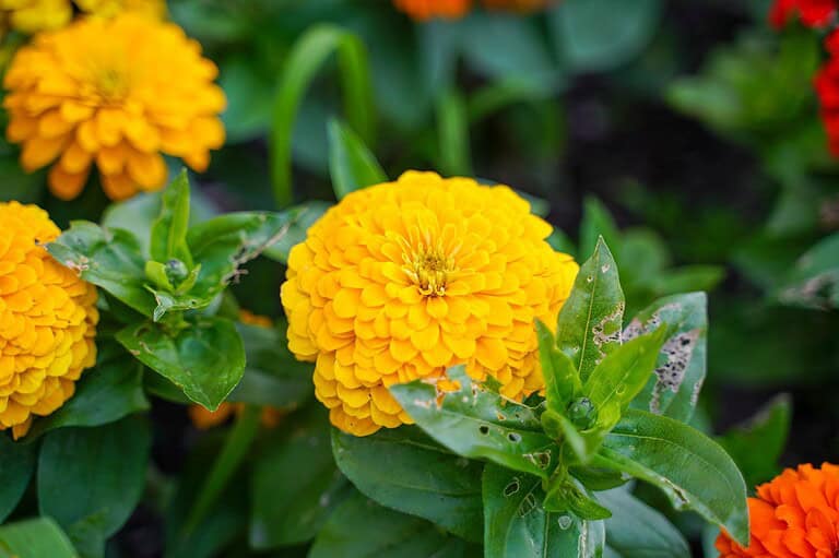 Bright yellow flowers with layered, rounded petals bloom vividly among green leaves. Some leaves show signs of wear with small holes, adding a touch of natural imperfection to the lively garden scene