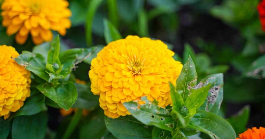 Bright yellow flowers with layered, rounded petals bloom vividly among green leaves. Some leaves show signs of wear with small holes, adding a touch of natural imperfection to the lively garden scene