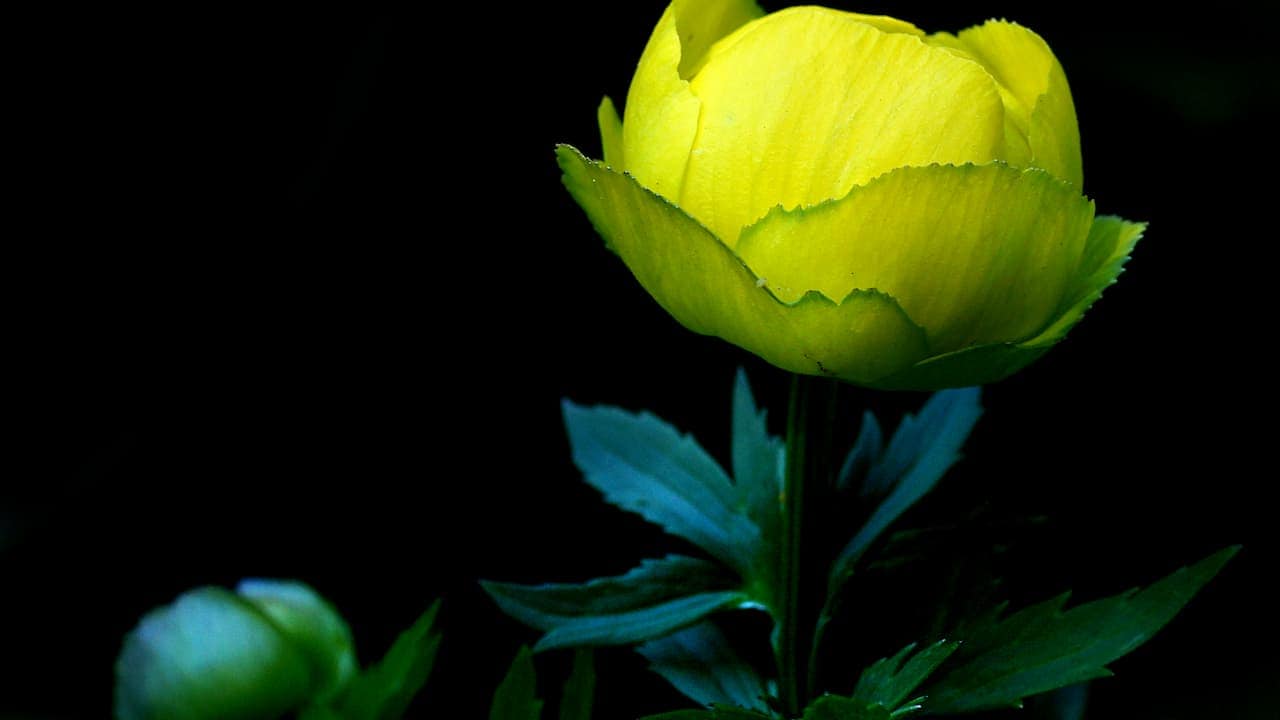 A glowing chartreuse globe flower or trollius against a black background. The semi-open bloom reveals translucent petals with a cup-like shape. Bluish-green serrated leaves extend below, with an unopened bud visible in the lower left