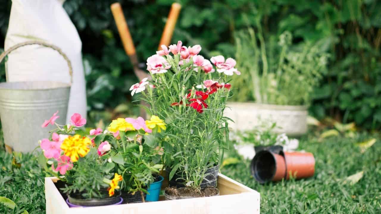 Zinnias colorful flowers in poor well-drained soil full sun low maintenance garden