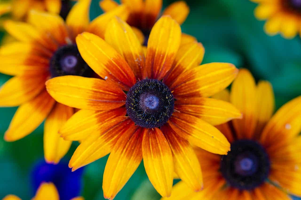 Close-up of Rudbeckia flowers with vibrant yellow-orange petals and dark purple centers, green blurred background