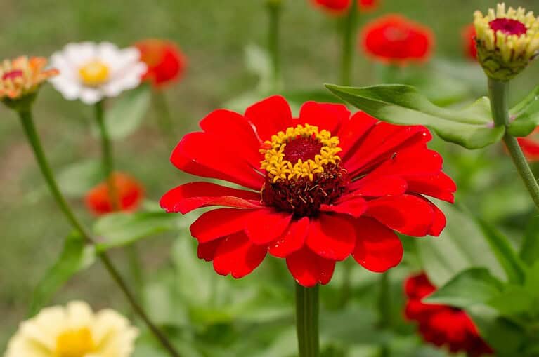 Bright red zinnia flower with yellow center in focus, surrounded by blurred white, red, and yellow flowers in garden