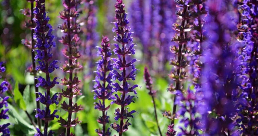 Purple salvia flower stalks growing in garden with vibrant blooms on reddish-purple stems against blurred green background