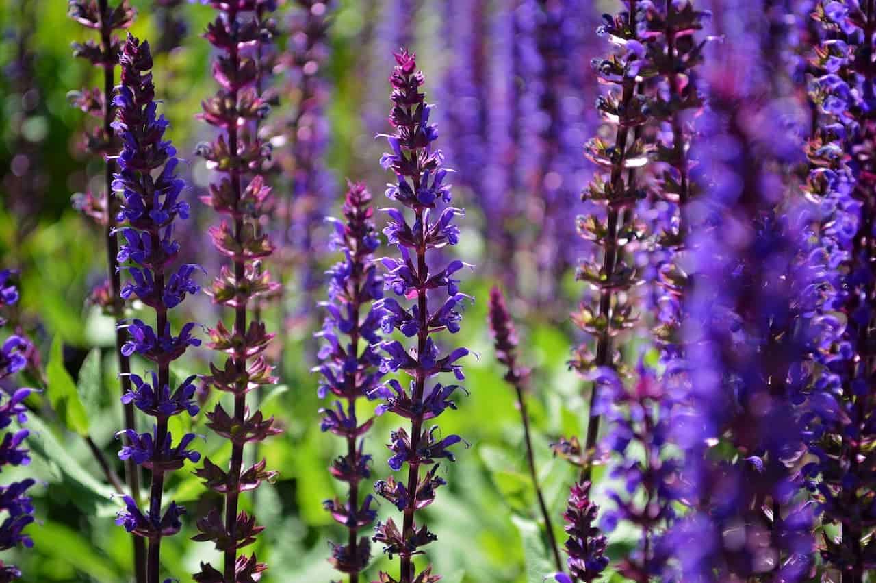 Purple salvia flower stalks growing in garden with vibrant blooms on reddish-purple stems against blurred green background
