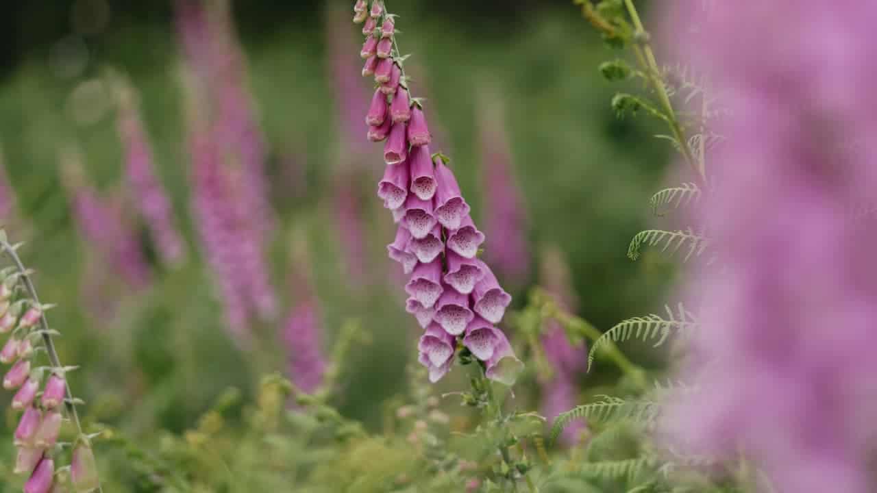 Pink Digitalis spire in focus with spotted bell-shaped blooms, surrounded by blurred green foliage and other pink spikes