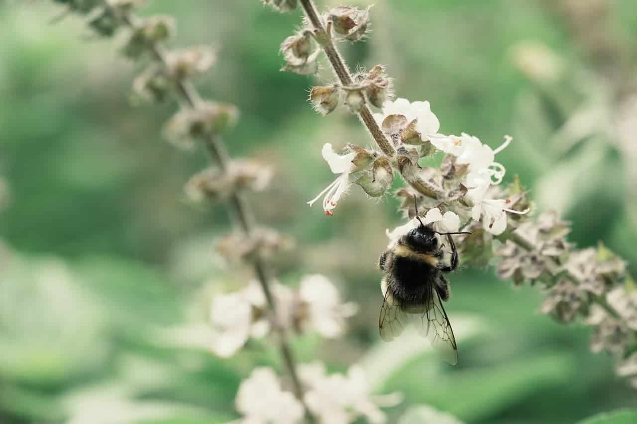 Fuzzy bumblebee with black and yellow stripes collecting nectar from tiny white Basil flower spike