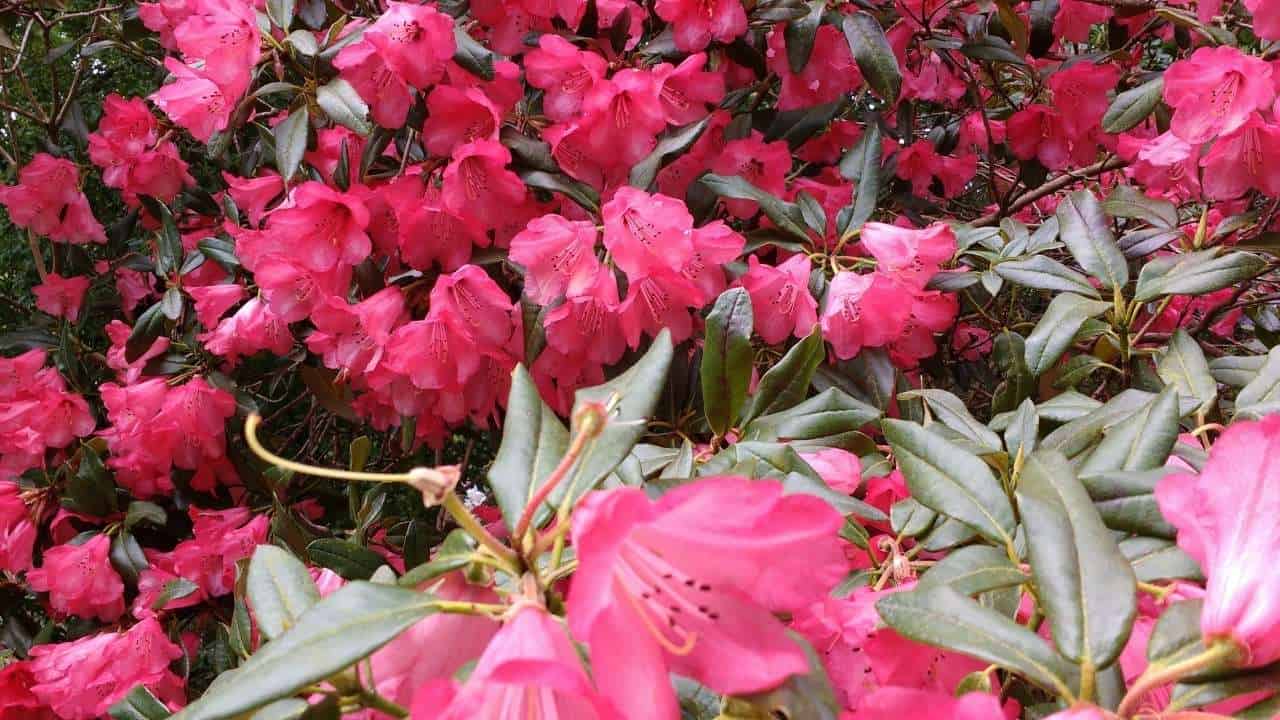 azalea and viburnum garden combination spring blooms