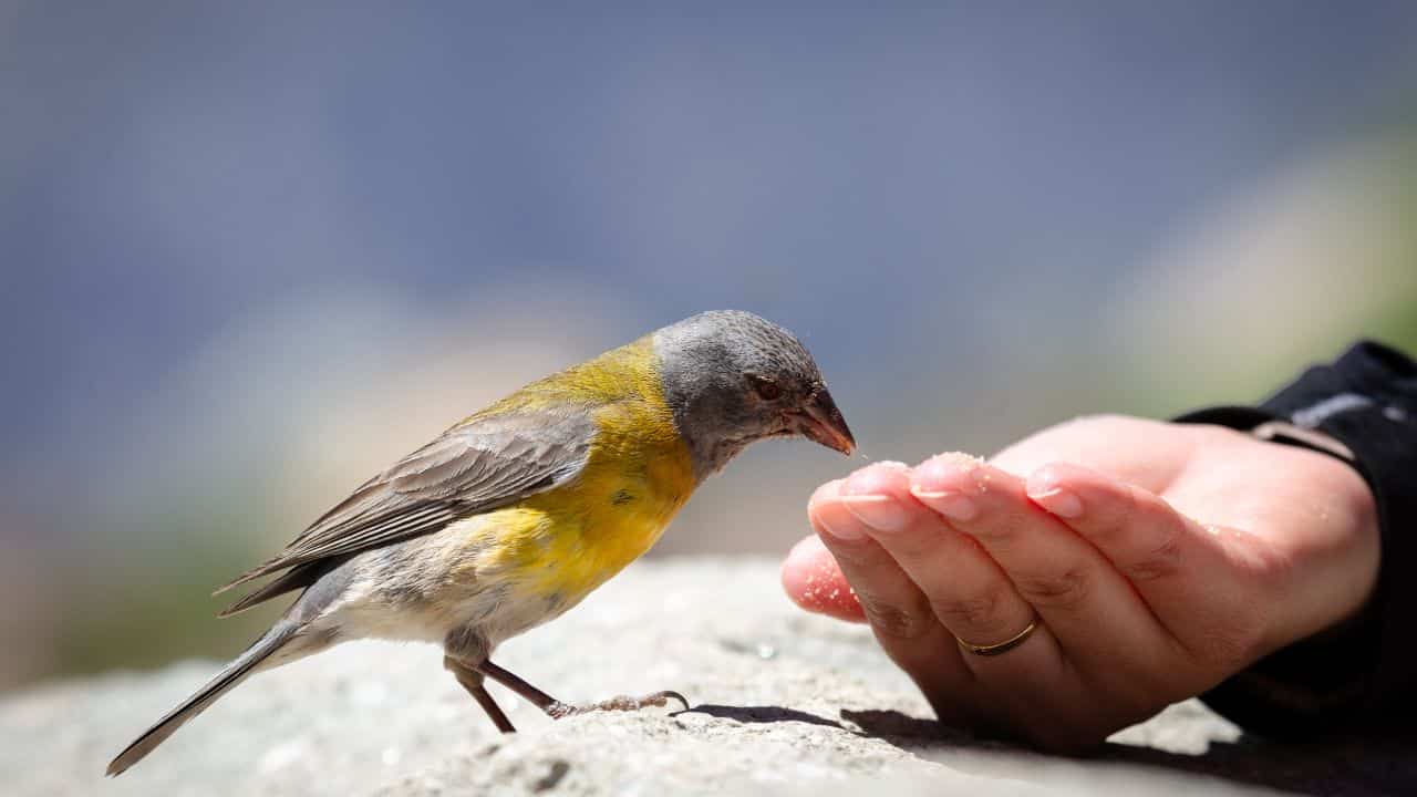 baby bird feeding danger